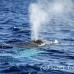 whale_humpback_h_00747_dom2844.jpg